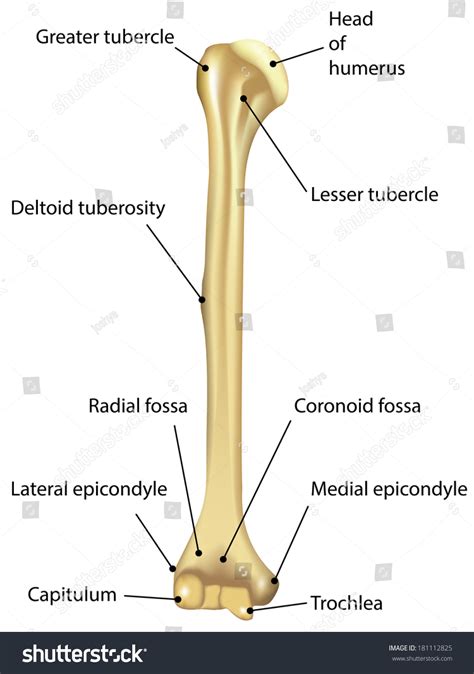 Humerus Labeled Diagram: ilustración de stock 181112825 | Shutterstock