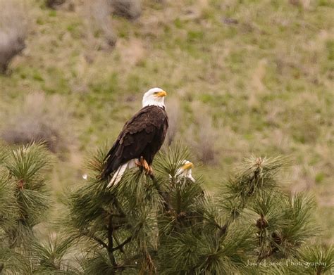 Yakima Canyon Eagles – JASON LARSEN PHOTOGRAPHY