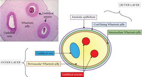 Anatomical compartment of Wharton’s jelly mesenchymal stem cell ...