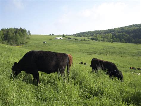 What is Grass Finished Beef? - Cairncrest Farm