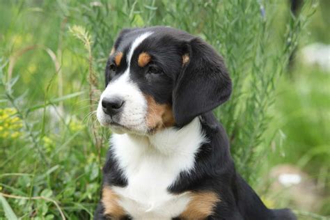 Top 4 Greater Swiss Mountain Dog Breeders In The U.S.