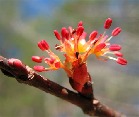 Using Georgia Native Plants: Red Maple Takes a Chance