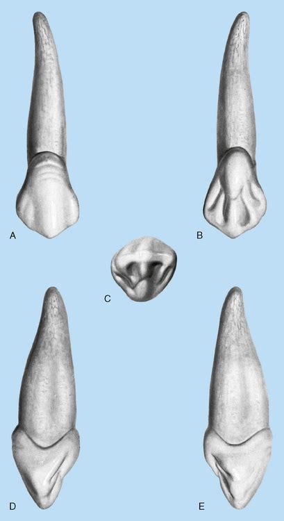 13: Canines | Pocket Dentistry