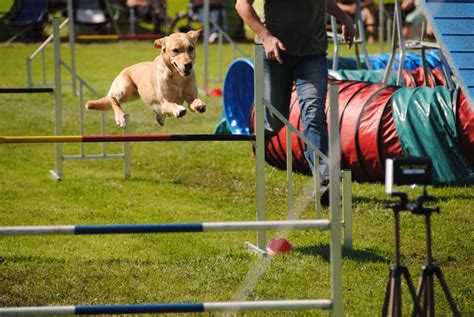 How To Train Your Dog For Agility - Dog Whispers