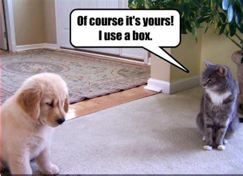 cat & dog funny - Animal Humor Photo (19955401) - Fanpop