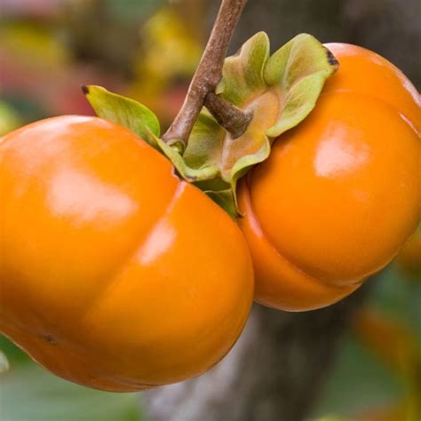 Persimmon Tree (Early Fuyu) | Restoring Eden