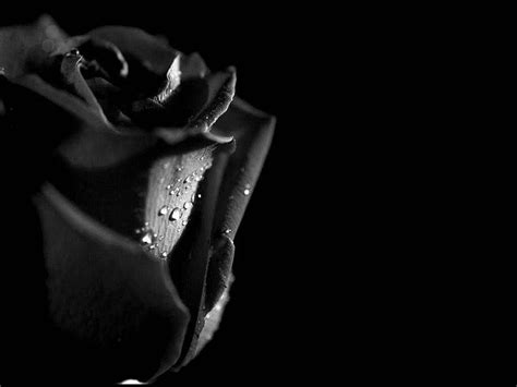 Black Rose Best - Dark Red Rose - HD wallpaper | Pxfuel