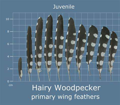 Bird Feather Identification Chart