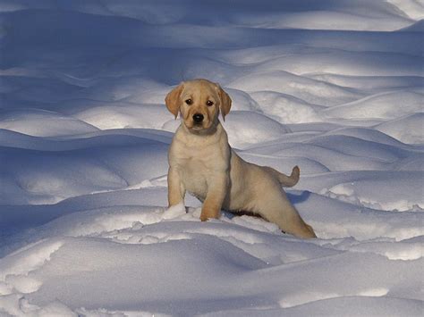 Puppies In The Snow Wallpapers - Wallpaper Cave