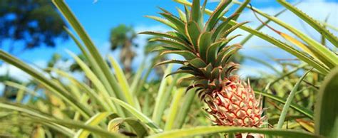 Save on Maui Gold Pineapple Express Tour, Maui Maui Gold Pineapple ...