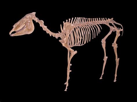 Pliohippus – Fossil Horses