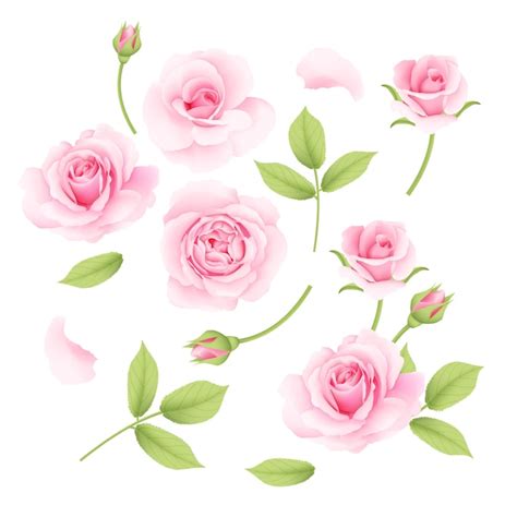 Pink roses vector collection | Premium Vector