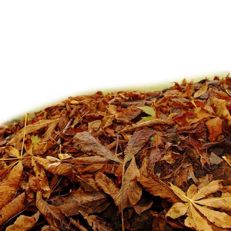 Pile Of Leaves Clipart