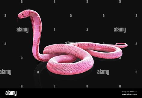 3d Illustration of Albino king cobra snake isolated on black background, Pink or white cobra ...