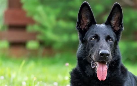 Black German Shepherd: What's the Difference? | Perfect Dog Breeds