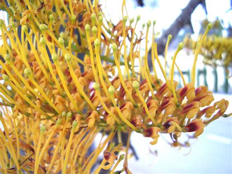 Grevillea robusta - UF/IFAS Assessment - University of Florida ...