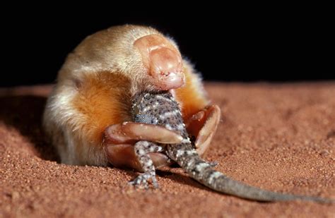 The southern marsupial mole is preposterous, even by Australian standards