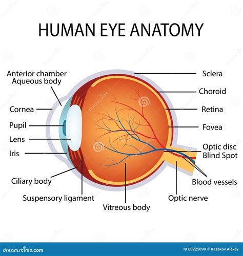 Human eye anatomy stock vector. Illustration of blind - 68225090