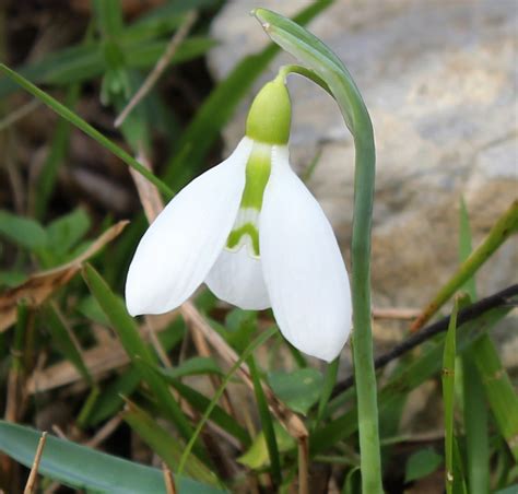 Galanthus plicatus PLEATED ENGLISH SNOWDROP - SeedScape