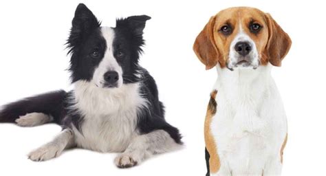 Border Collie Beagle Mix - When Two Hard Working Breeds Meet