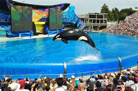 SeaWorld orcas live as long as whales in the wild, new study says - LA ...