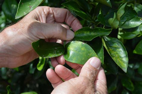 EPA Approves New Product for Control of Citrus Greening - Growing Produce