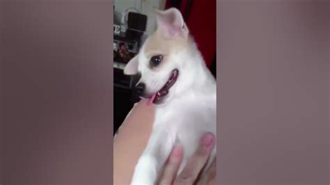 Champee Champ 😍😍 #pets #dogs #goodvibes #funnyvideo #playtime #happy # ...