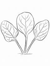 Spinach coloring pages sketch template