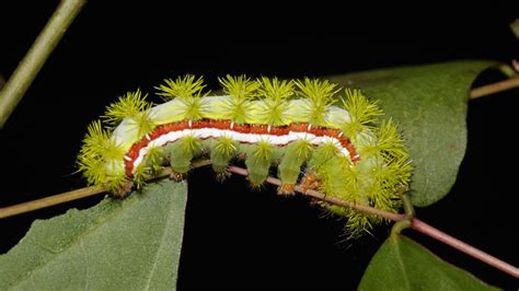 Watch out for the stinging Io moth caterpillars in South Florida - Axios Miami