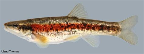 Western Blacknose Dace- Ohio Fish Guide