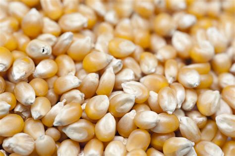 Background of dried corn kernels-7904 | Stockarch Free Stock Photo Archive