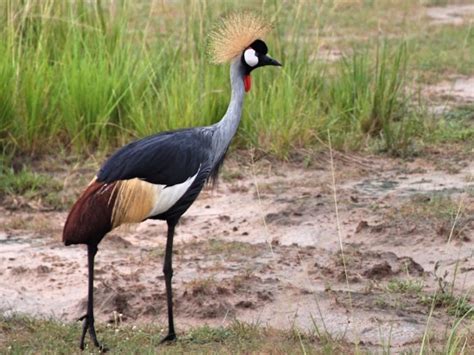 The Crested Crane is the national bird of Uganda and features on the ...