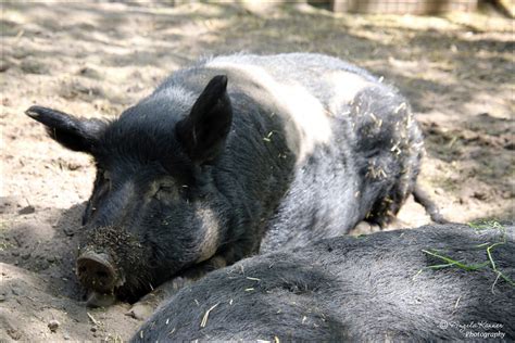 Mulefoot Hog... | They were as happy as a pig in slop.... Ta… | Flickr