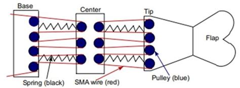 Fish Tail (Adapted from J. Finkbeiner et al.). | Download Scientific Diagram