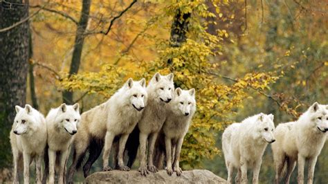 Pack of Wolves Wallpaper (58+ images)