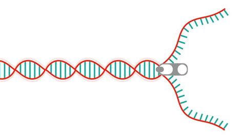 What Is Helicase? And How It unwinds DNA? – Genetic Education