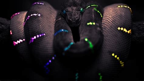 Wallpaper : black, digital art, animals, selective coloring, snake, Boa constrictor, light ...