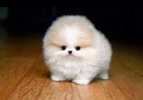 Teacup Puppy | Cute dogs, Cute dogs breeds, Super cute puppies