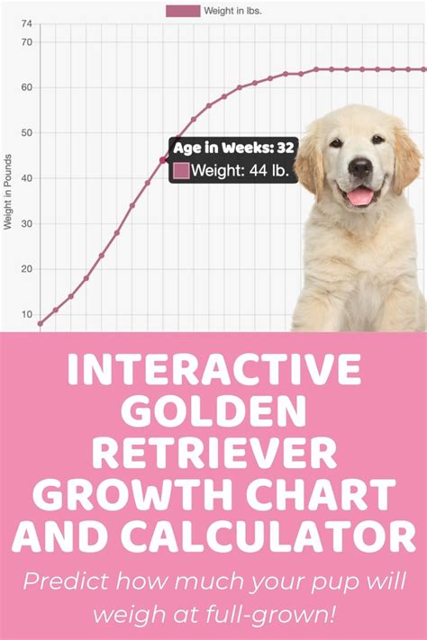 Interactive Golden Retriever Growth Chart and Calculator - Puppy Weight ...