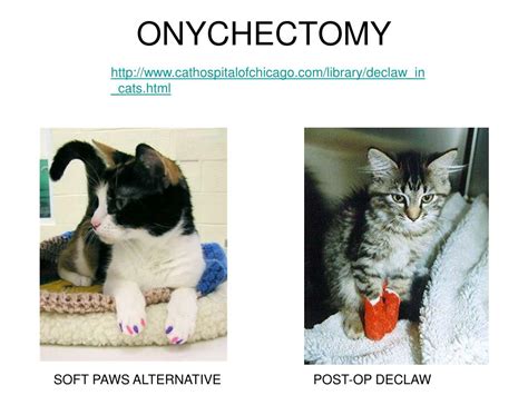 PPT - ONYCHECTOMY PowerPoint Presentation, free download - ID:6652990