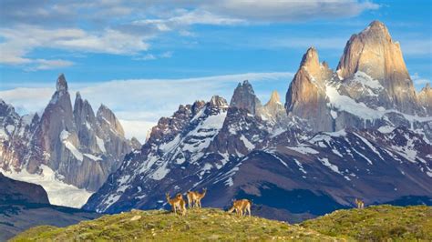 Guanacos in Los Glaciares National Park, Patagonia, Argentina - Bing Gallery