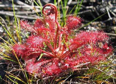 Using Georgia Native Plants: Carnivorous Plants in Okefenokee