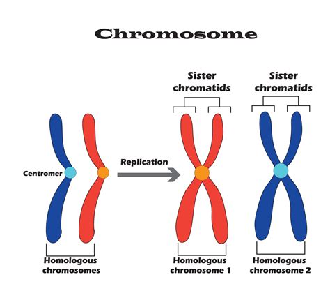 Difference between homologous chromosomes, a pair of homologous chromosomes, and also Sister ...