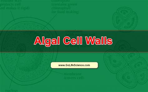 Algal Cell Wall: Structure, Composition and Functions