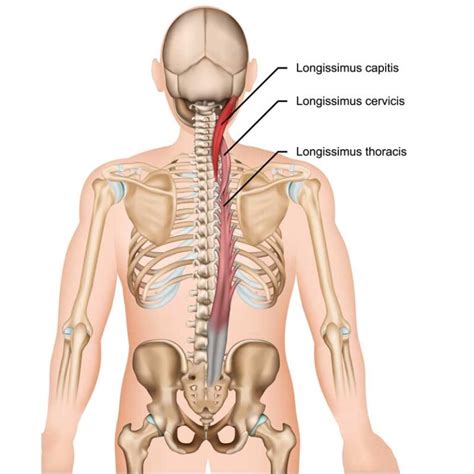 Longissimus Capitis Origin, Insertion, Actions, Innervation - The Wellness Digest