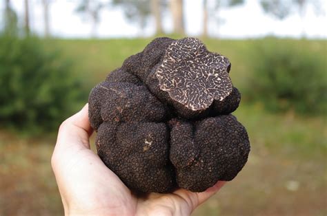 Your Guide To Truffle Mushrooms | Fruitful Kitchen