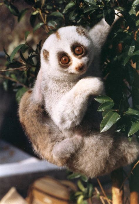 Bengal slow loris - Wikipedia