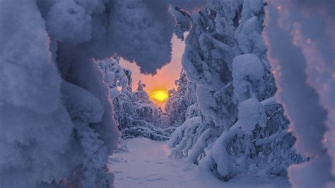 Snow Covered Path Between Snow Covered Trees During Sunrise HD Winter Wallpapers | HD Wallpapers ...