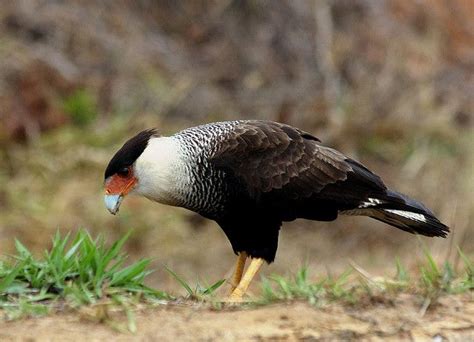 Carcará - ou Caracara cheriway (Polyborus plancus) | Pet birds, Birds ...