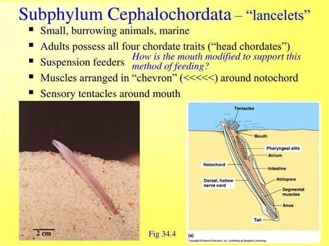 PPT - Vertebrate Evolution & Diversity PowerPoint Presentation - ID:332113